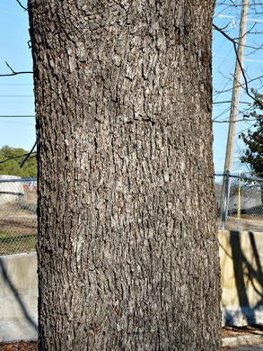 image of Carya illinoinensis, Pecan