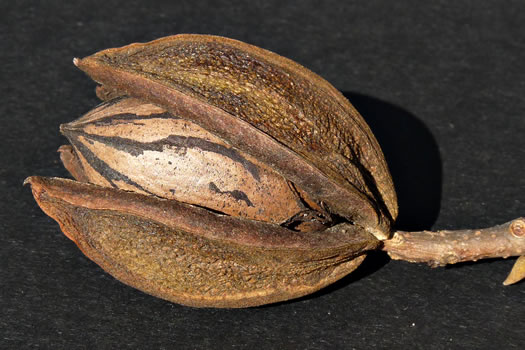 image of Carya illinoinensis, Pecan