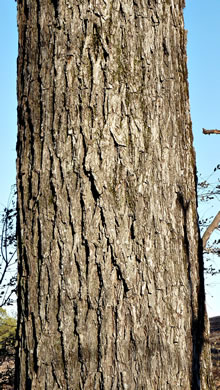 image of Carya ovalis, Red Hickory, Sweet Pignut Hickory