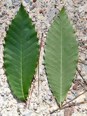 American Chestnut