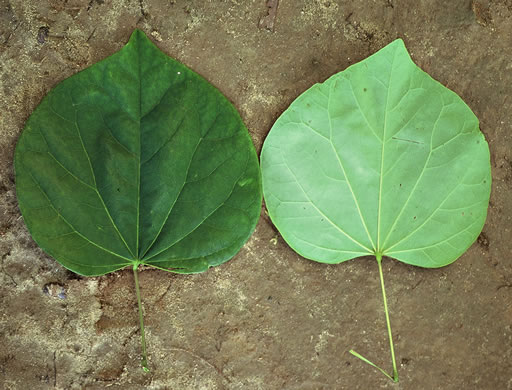 image of Cercis canadensis var. canadensis, Eastern Redbud, Judas Tree