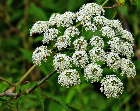 image of Cicuta maculata var. maculata, Water-hemlock, Spotted Cowbane