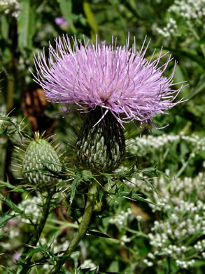 image of Cirsium discolor, Field Thistle