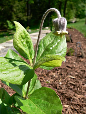 image of Clematis ochroleuca, Curlyheads