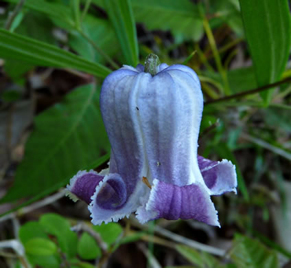 image of Clematis socialis, Alabama Leatherflower