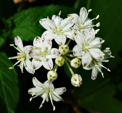 image of Clintonia umbellulata, Speckled Wood-lily, White Clintonia