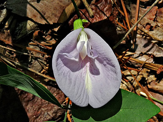 Butterfly-pea