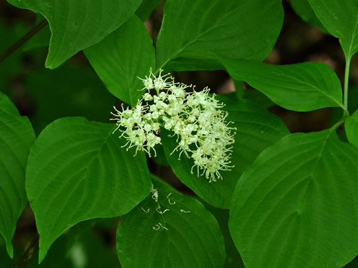 image of Swida alternifolia, Alternate-leaf Dogwood, Pagoda Dogwood, Pagoda Cornel