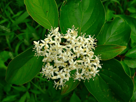 image of Swida foemina, Southern Swamp Dogwood