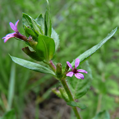 image of Cuphea carthagenensis, Colombian Waxweed