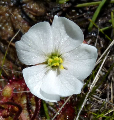 image of Drosera brevifolia, Dwarf Sundew, Early Sundew