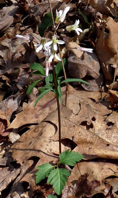 image of Cardamine angustata, Eastern Slender Toothwort