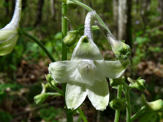 image of Delphinium tricorne, Dwarf Larkspur