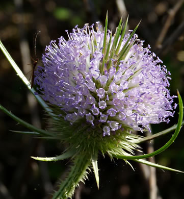 image of Dipsacus fullonum, Wild Teasel, Common Teasel