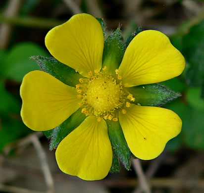 Indian Strawberry