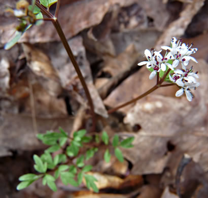 image of Erigenia bulbosa, Harbinger-of-Spring, Pepper-and-Salt, Erigenia