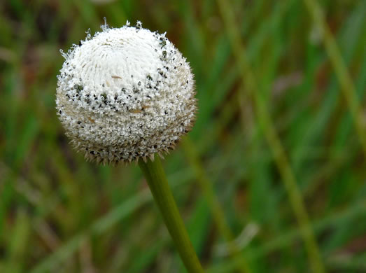 image of Eriocaulon decangulare var. decangulare, Ten-angle Pipewort, Hat Pin, Hard Pipewort