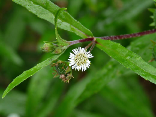 image of Eclipta prostrata, Eclipta, Pie-plant, Yerba-de-tajo, false daisy