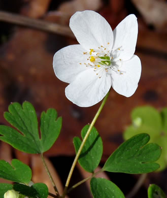 image of Enemion biternatum, False Rue-anemone, Isopyrum