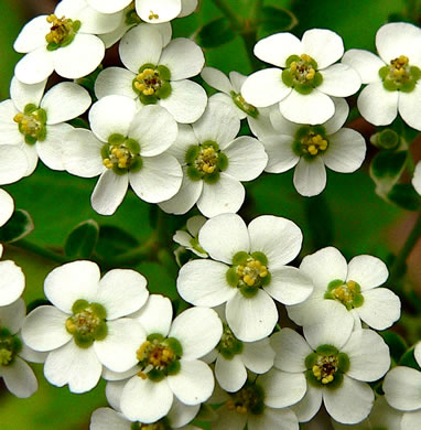 image of Euphorbia corollata, Eastern Flowering Spurge