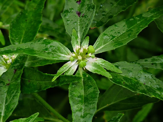 image of Euphorbia dentata, Painted Leaf, Wild Poinsettia, Green Poinsettia, Toothed Spurge