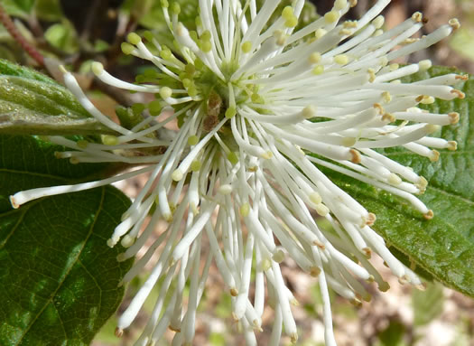 image of Fothergilla gardenii, Coastal Witch-alder, Pocosin Witch-alder, Dwarf Witch-alder, Fothergilla