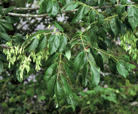 image of Fraxinus americana, White Ash, American Ash