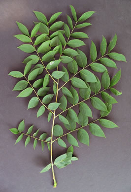 image of Gymnocladus dioicus, Kentucky Coffeetree, Kentucky Mahogany