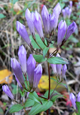 image of Gentianella quinquefolia, Stiff Gentian, Appalachian Gentianella, Fivefinger Gentian, Eastern Agueweed