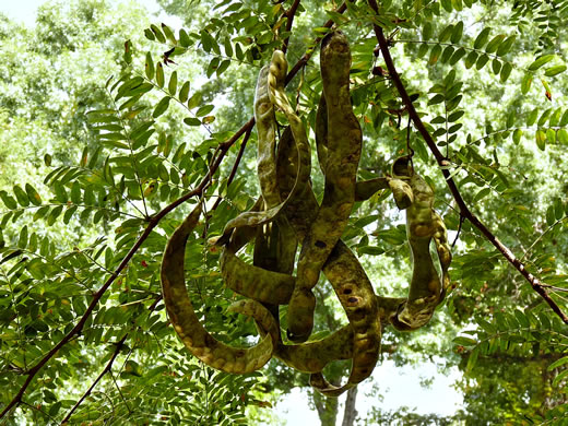 image of Gleditsia triacanthos, Honey Locust