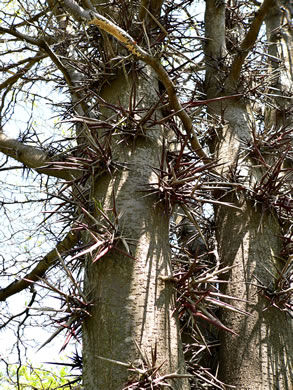 image of Gleditsia triacanthos, Honey Locust