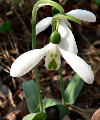 image of Galanthus nivalis, Snowdrop