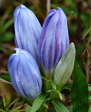 image of Gentiana saponaria, Soapwort Gentian, Harvestbells