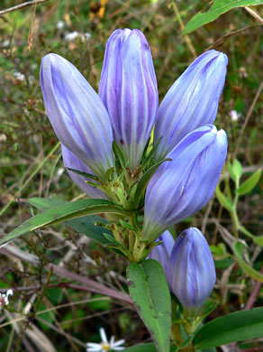 image of Gentiana saponaria, Soapwort Gentian, Harvestbells