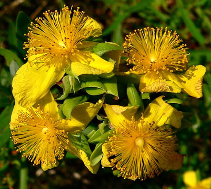 image of Hypericum dolabriforme, Glade St. Johnswort