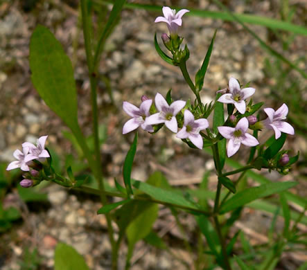 image of Houstonia longifolia var. compacta, Eastern Longleaf Bluet