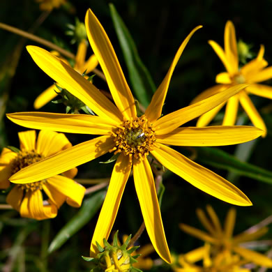 image of Helianthus longifolius, Longleaf Sunflower