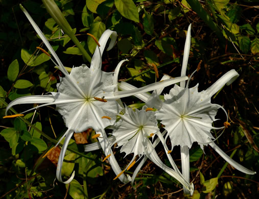 image of Hymenocallis occidentalis var. occidentalis, Hammock Spiderlily, Woodland Spiderlily, Northern Spiderlily