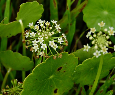 image of Hydrocotyle tribotrys, Whorled Marsh-pennywort, Water-pennywort