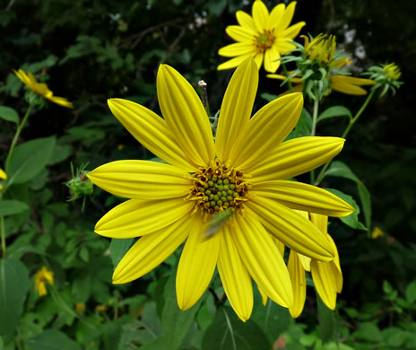 image of Helianthus strumosus, Roughleaf Sunflower, Paleleaf Woodland Sunflower, Paleleaf Sunflower