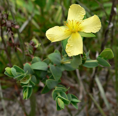 image of Hypericum tetrapetalum, Low St. Peter's-wort