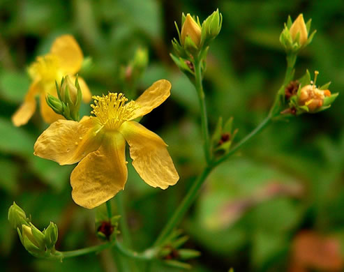 image of Hypericum virgatum, Strict St. Johnswort, Sharpleaf St. Johnswort