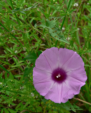 image of Ipomoea cordatotriloba var. cordatotriloba, Coastal Morning Glory, Tie-vine, Cotton Morning Glory