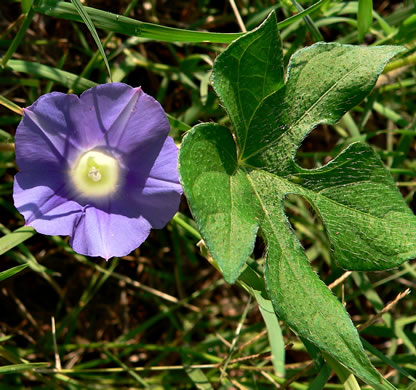 image of Ipomoea hederacea, Ivyleaf Morning Glory