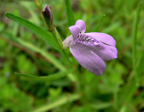 image of Justicia crassifolia, thickleaf water-willow