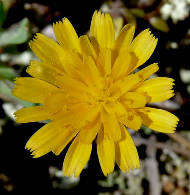 Krigia virginica, Virginia Dwarf-dandelion