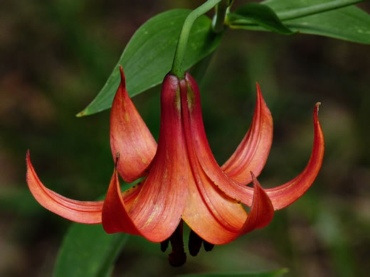 image of Lilium canadense, Canada Lily