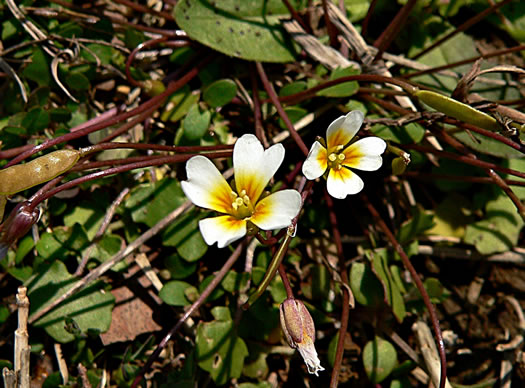 image of Leavenworthia exigua var. exigua, Tennessee Gladecress, Least Glade-cress