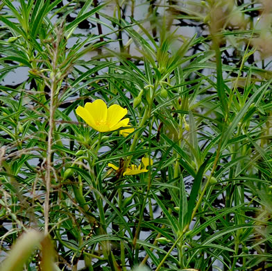 image of Ludwigia hexapetala, Common Water-primrose