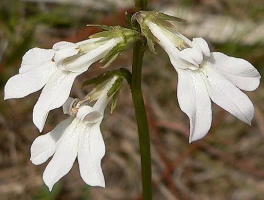 image of Lobelia paludosa, White Lobelia